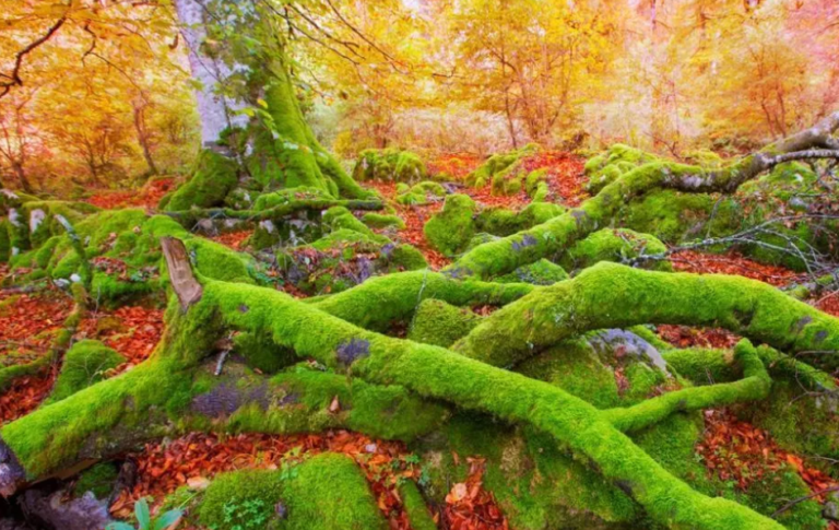 Parece la Selva Negra, pero es España: un precioso hayedo con árboles de 40 metros de altura declarado Reserva de la Biosfera perfecto para una ruta de senderismo